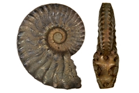 Dufrenoya dufrenoyi